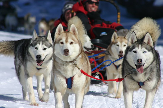 Dog Sledding