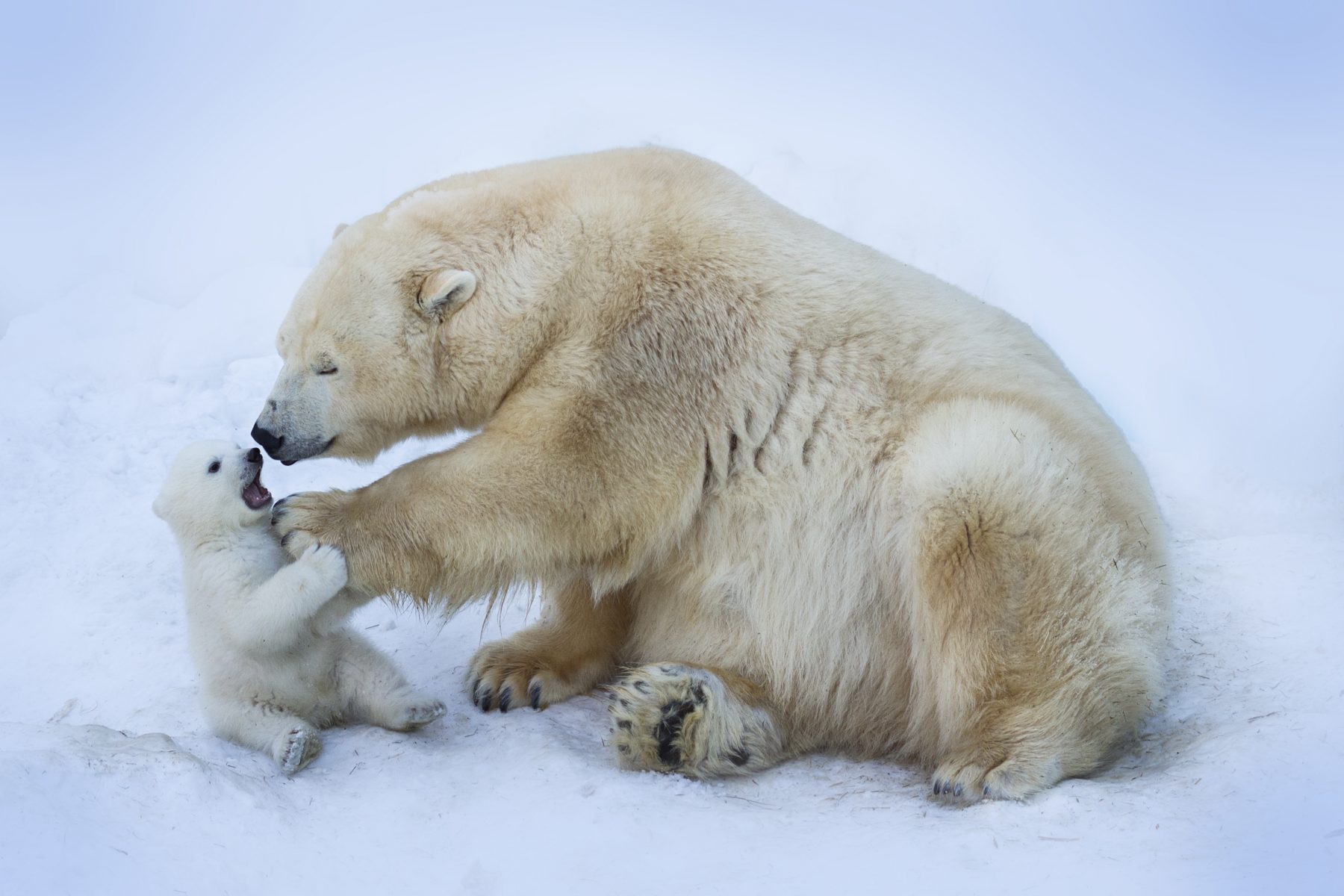 Polar Bear