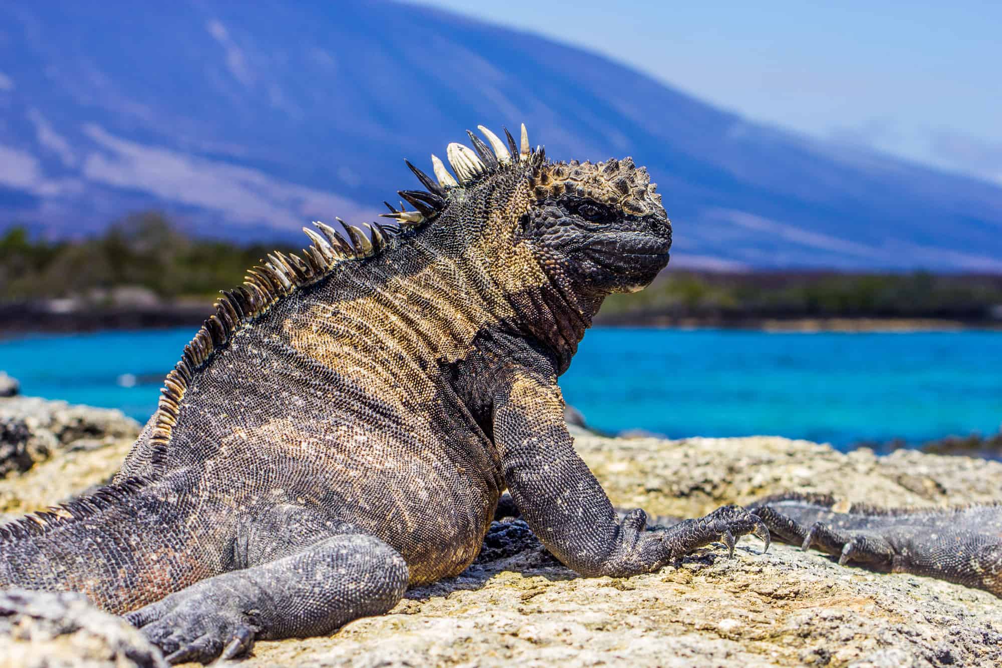 Marine Iguanas