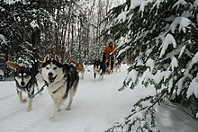 Haliburton Forest