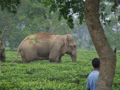 Human-Elephant Conflict