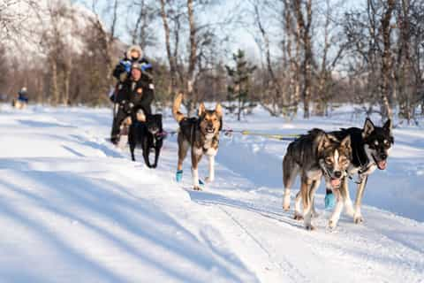 Dog Sledding