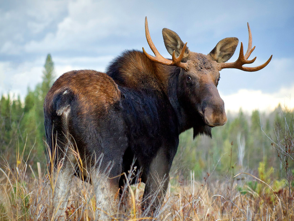 Algonquin Moose Quests