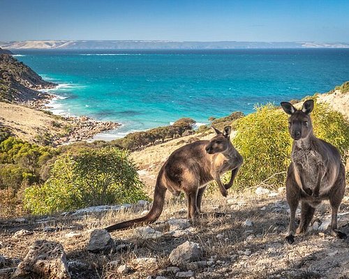 Kangaroo Island