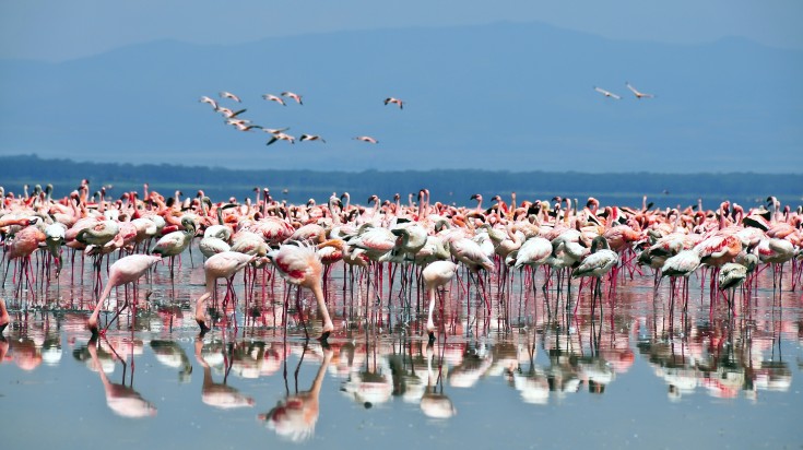 Lake Nakuru