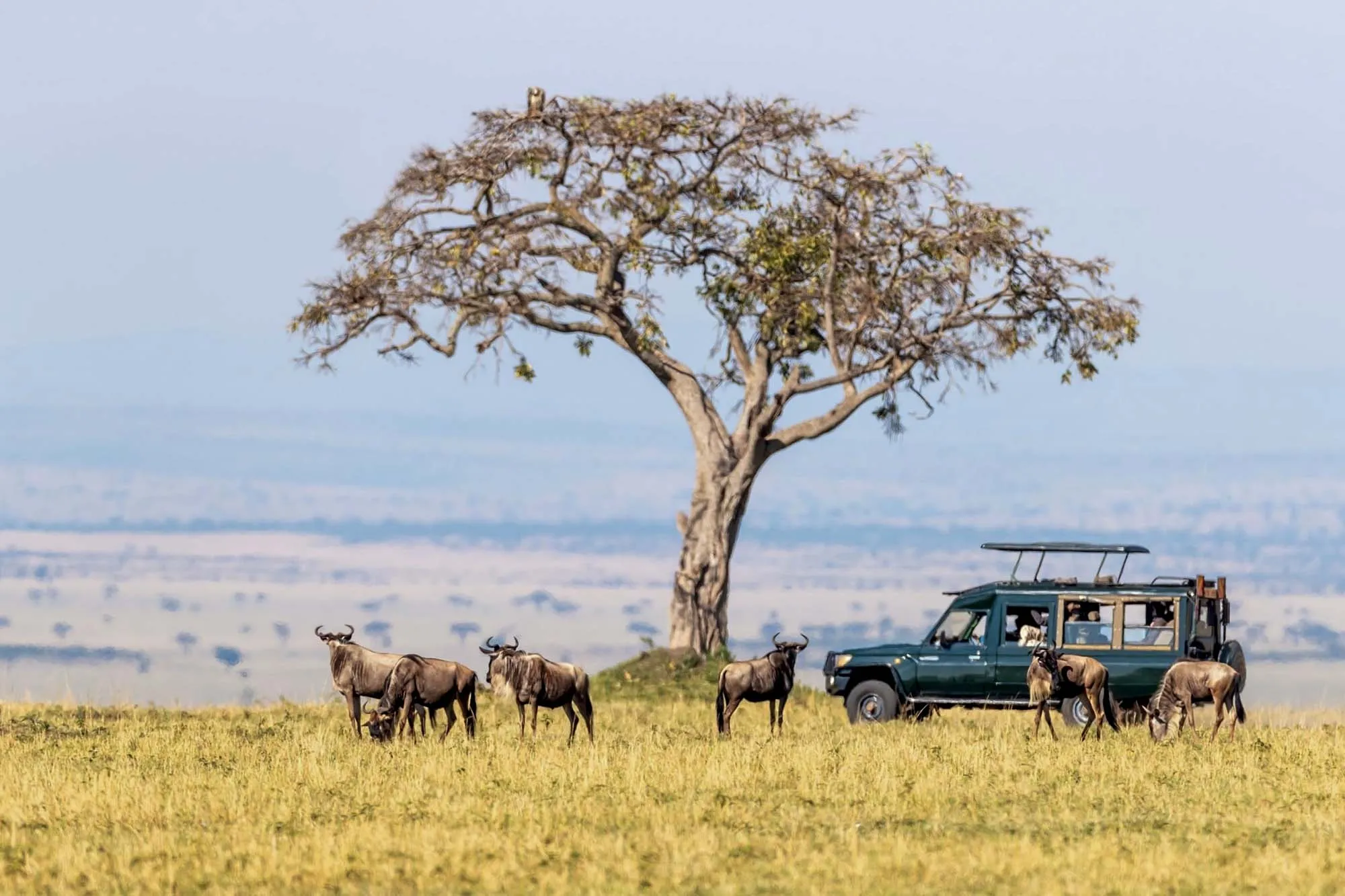 Safari Honeymoon