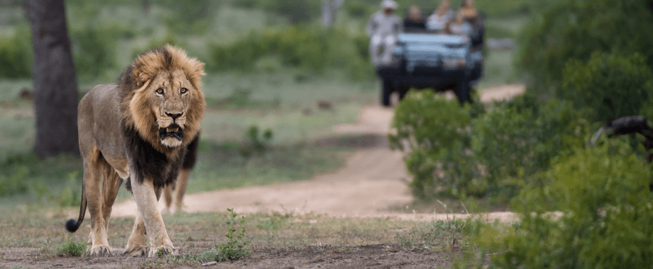 Kruger Safari