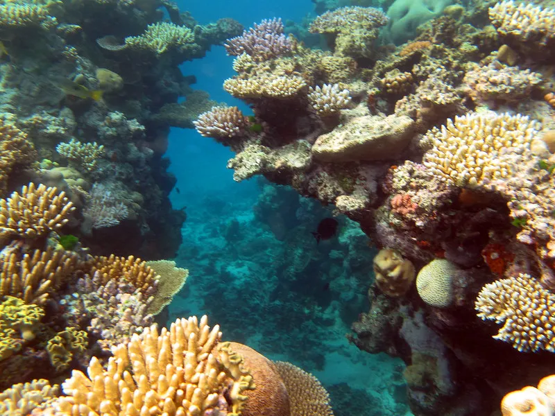 things to do in australia - Great Barrier Reef