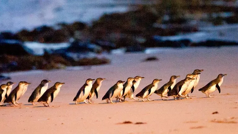 Penguins Parade in Phillip Island