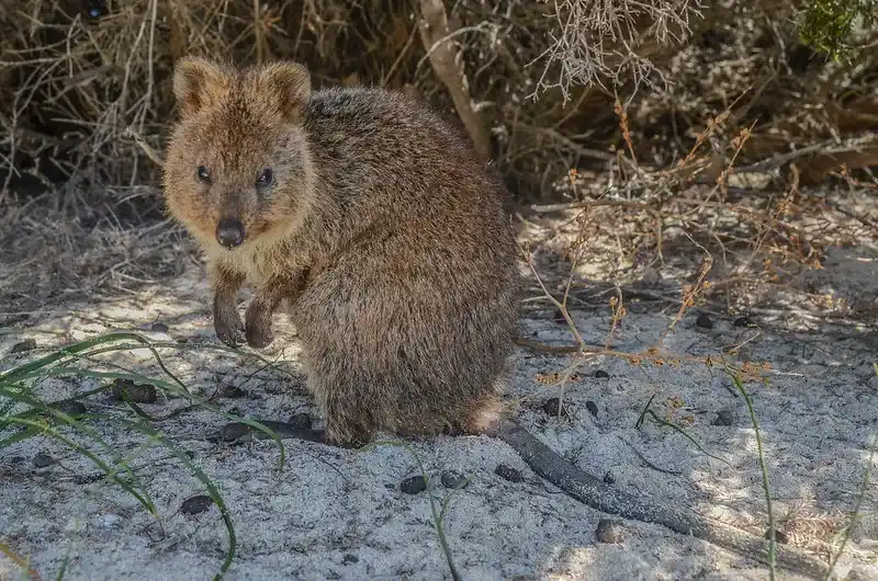 Quokkas on Rottnest Island