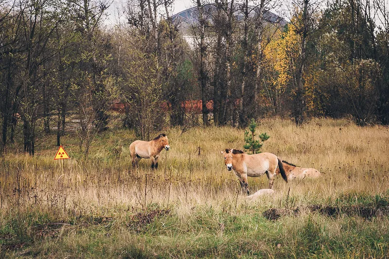 Animals of the Chernobyl photos