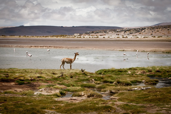 Salar de Tara