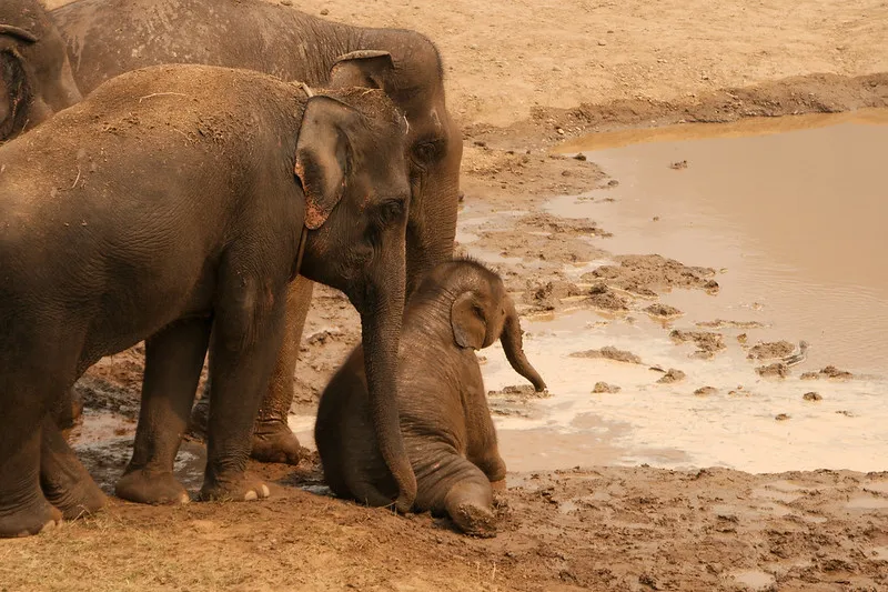 Elephant Nature Park