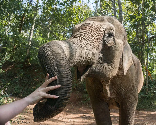 Elephant Sanctuary in Chiang Mai 