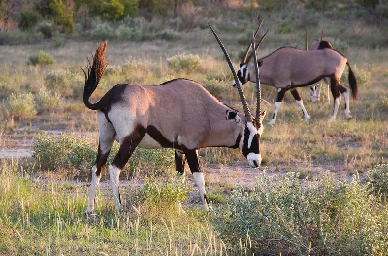 Etosha National Park & Namib Desert African safari tips