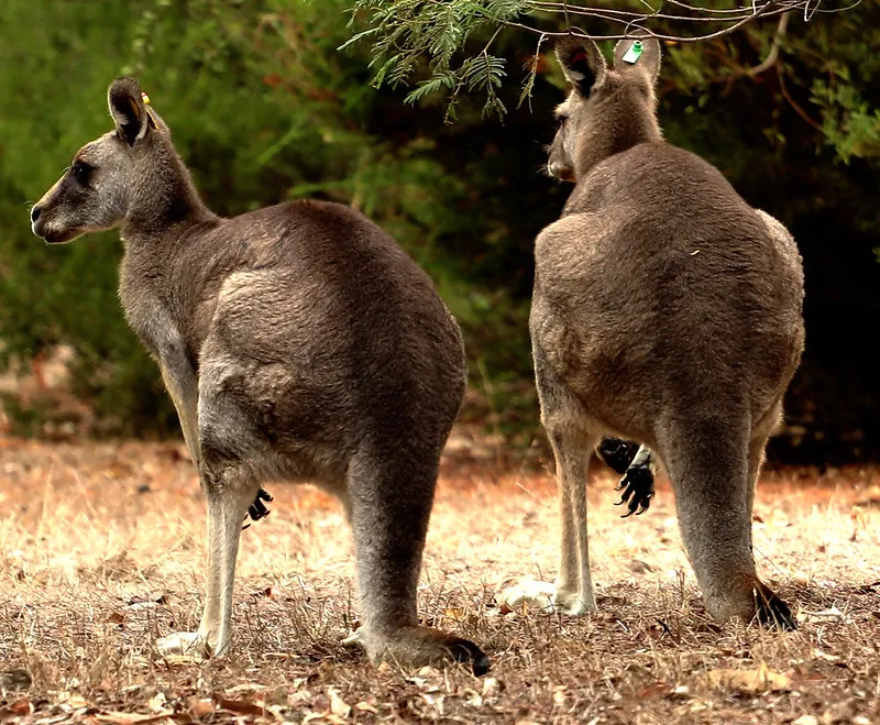 Kangaroos & Wallabies