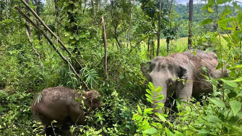 Karen Elephant Serenity