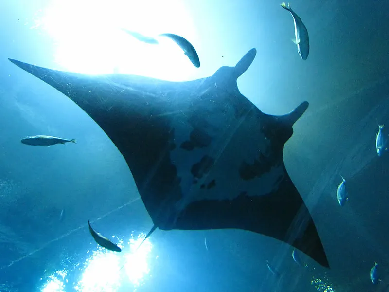 Manta Rays