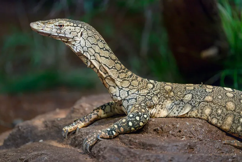 Perentie Monitor