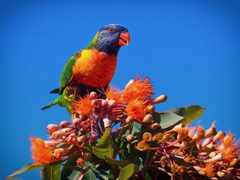 Rainbow Lorikeets