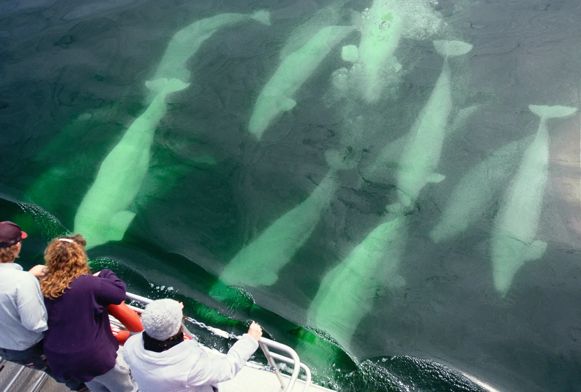 beluga whales churchill