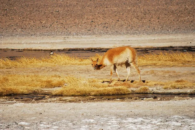 Salar de Tara wild