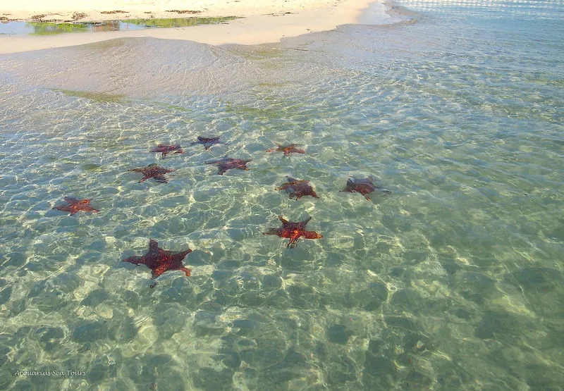 attractions in grand cayman islands Starfish Point