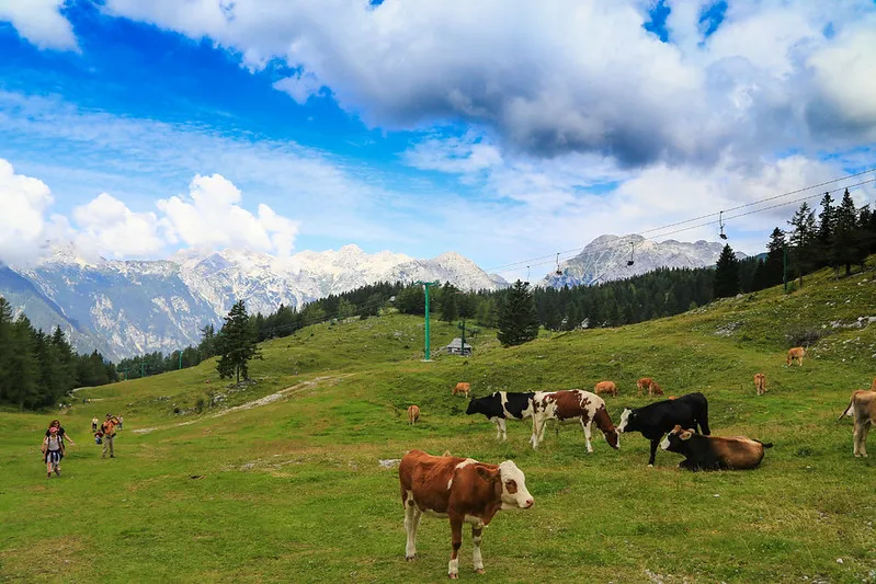 Velika Planina