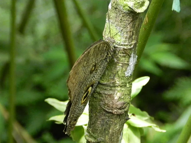 pilpintuwasi butterfly farm iquitos peru