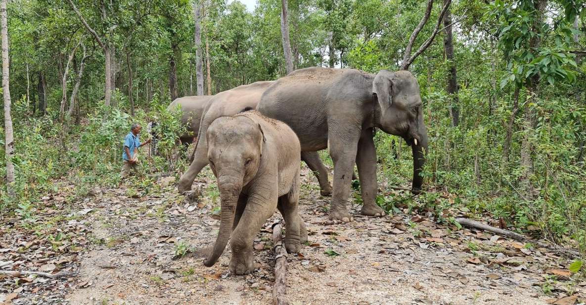 best elephant sanctuary chiang mai