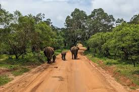 yala national park safari
