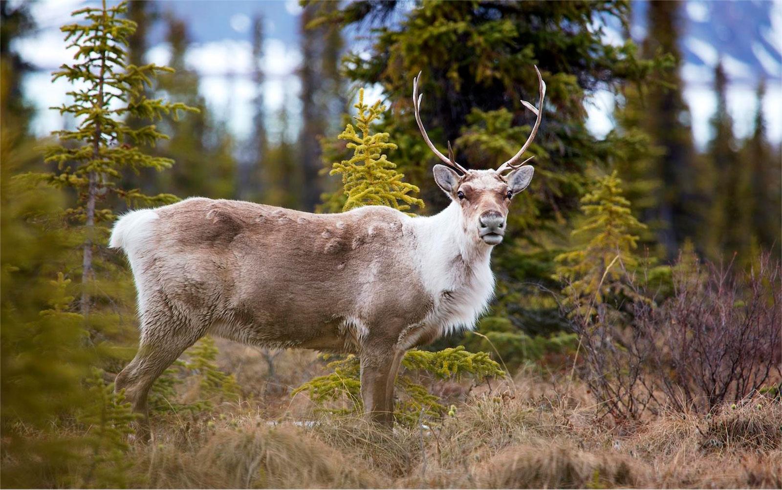 Ivvavik National Park