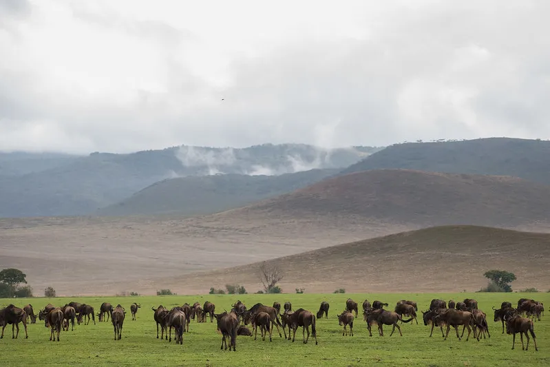 Ngorongoro Crater