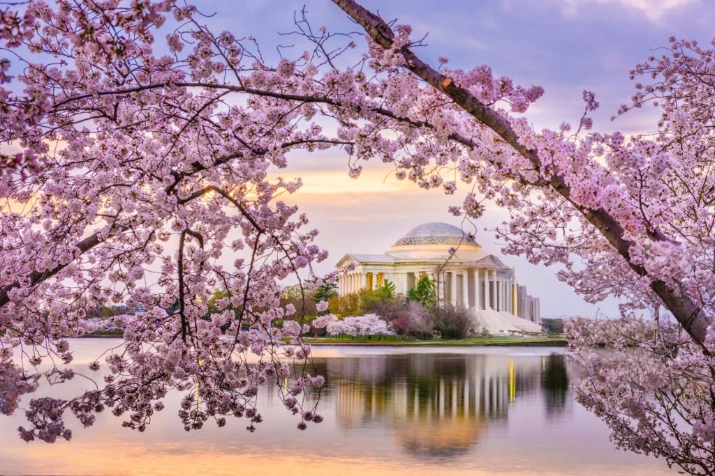 cherry blossom in washington