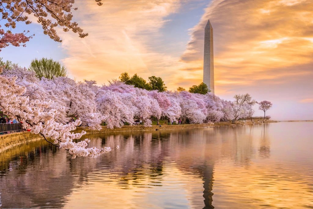 cherry blossom in washington