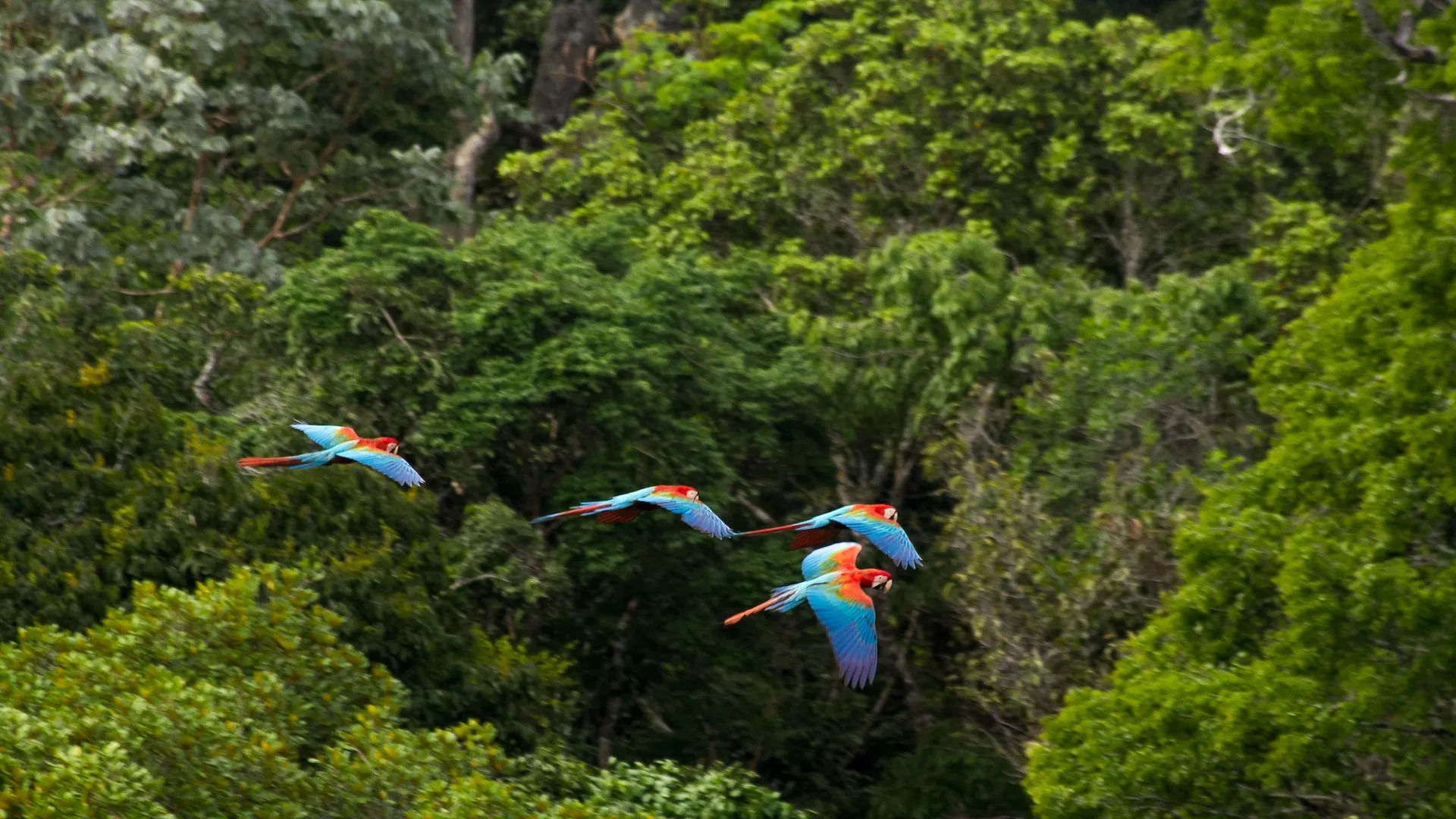 Bolivian Amazon