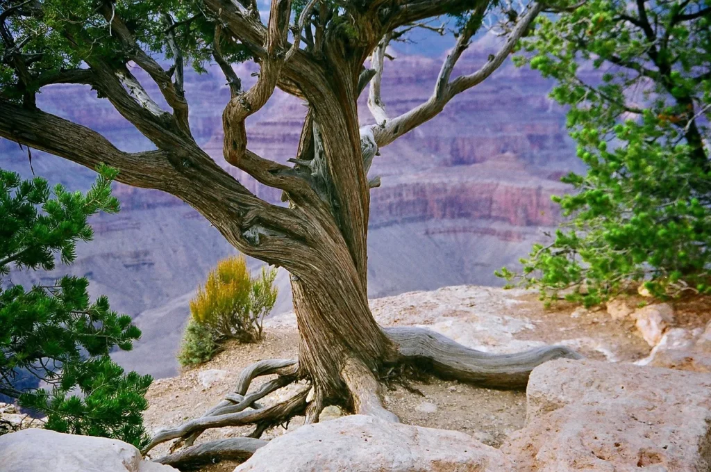 things to do in grand canyon