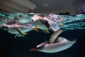 things to do in melbourne 